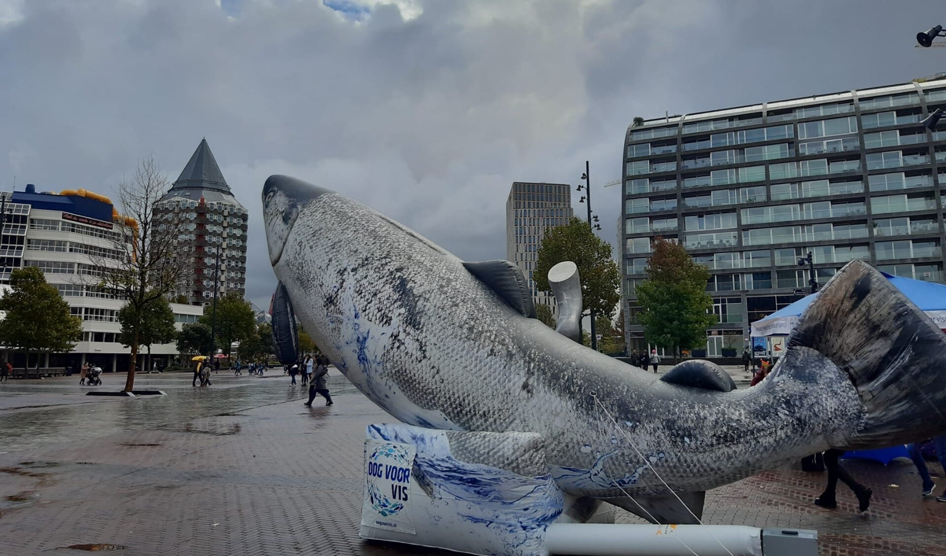 Het bezoek van reuzenzalm Blue aan Rotterdam. Foto's: pr