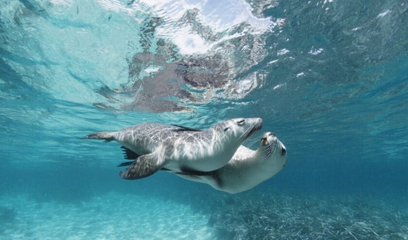 <p>Wildlife Fim Festival Rotterdam. Film: Sea Lions. Foto: WFFR.</p>
