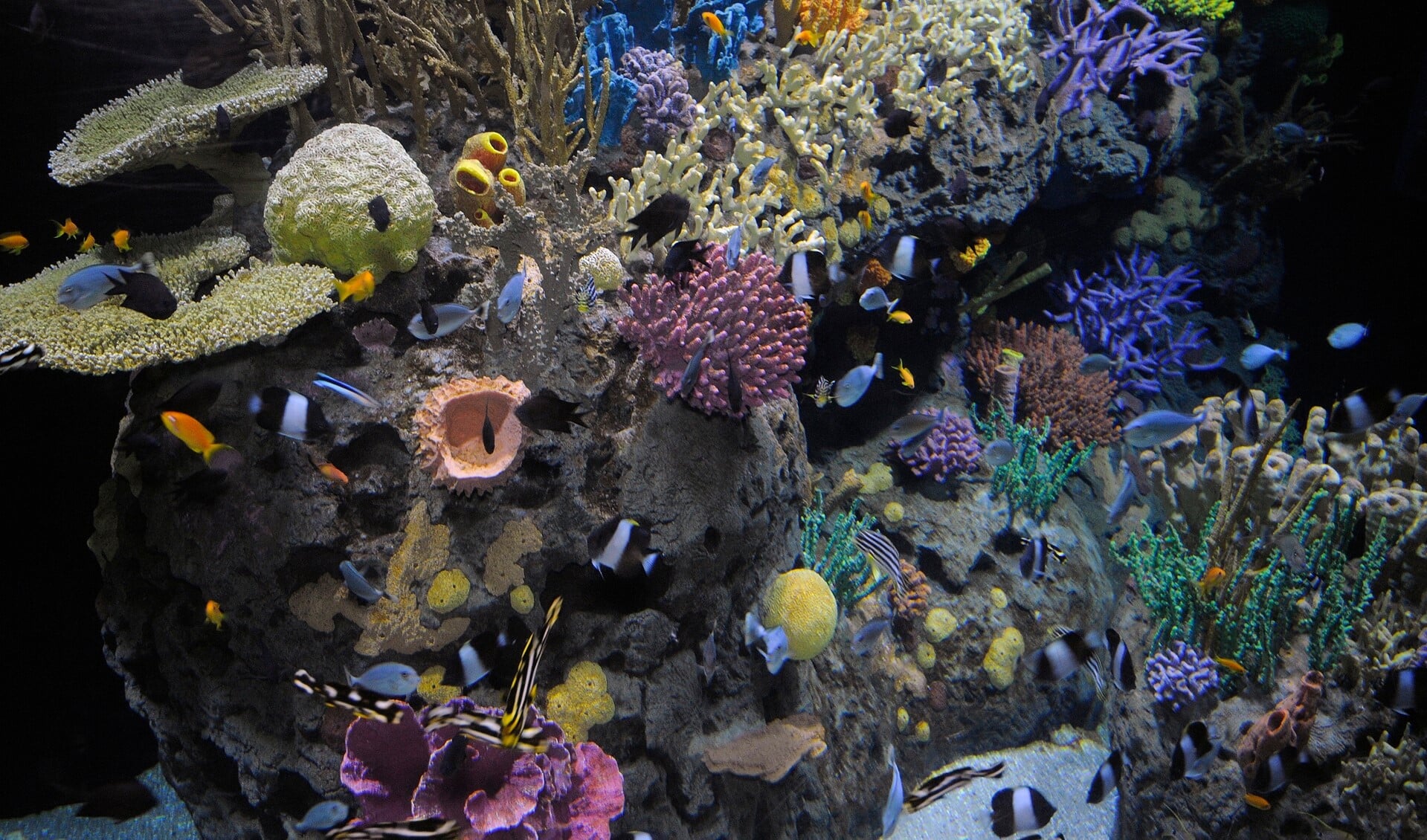 Koralen worden ernstig met uitsterven bedreigd. Foto: Rob Doolaard