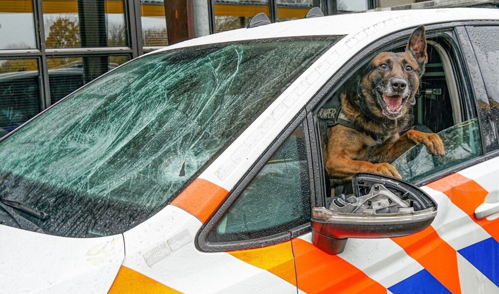 Politiehond Bumper Vraagt Om Respect Voor Zijn Maatjes - Adverteren ...