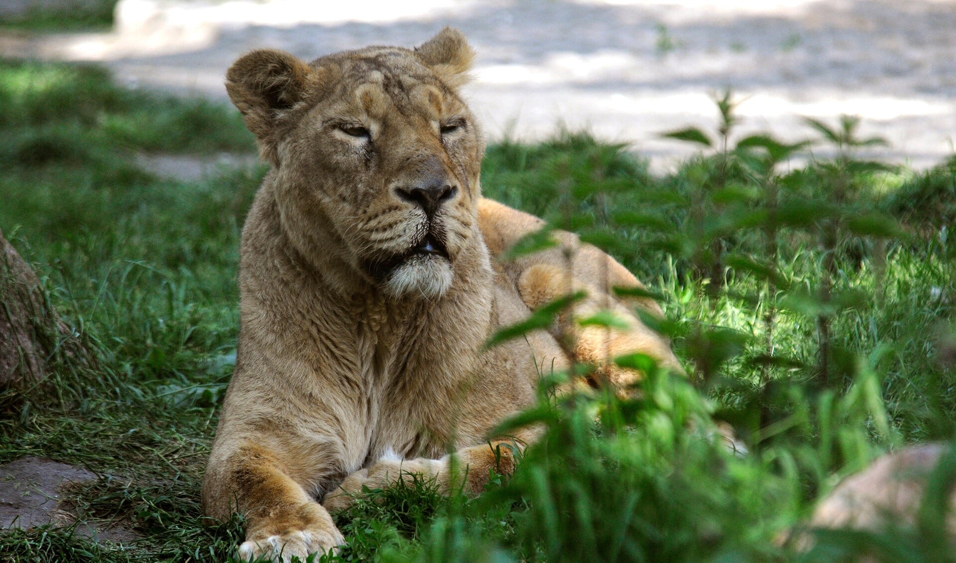 Jonge Aziatische leeuw. (Foto: Diergaarde Blijdorp / Rob Doolaard)