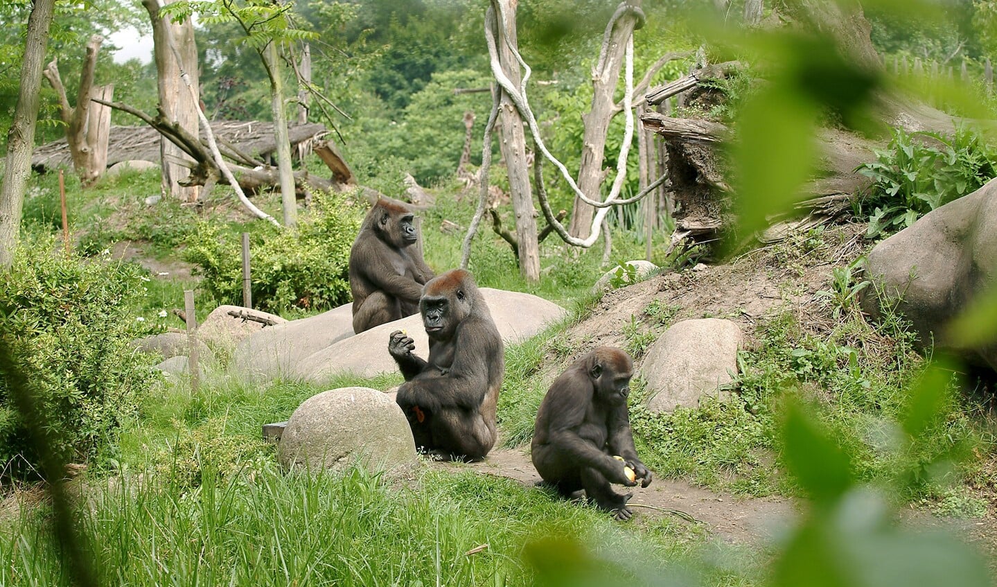 Buitenverblijf gorilla's. (Foto: Diergaarde Blijdorp)