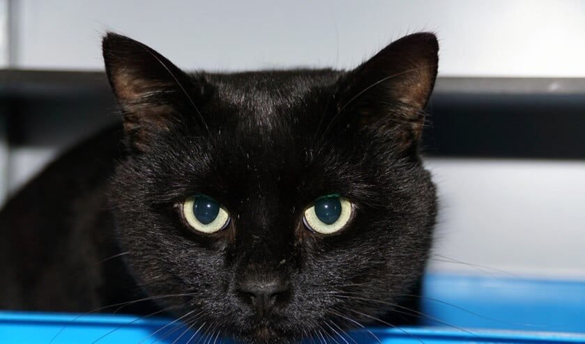 <p>Foto: Stichting Zwerfkatten Rijnmond</p>