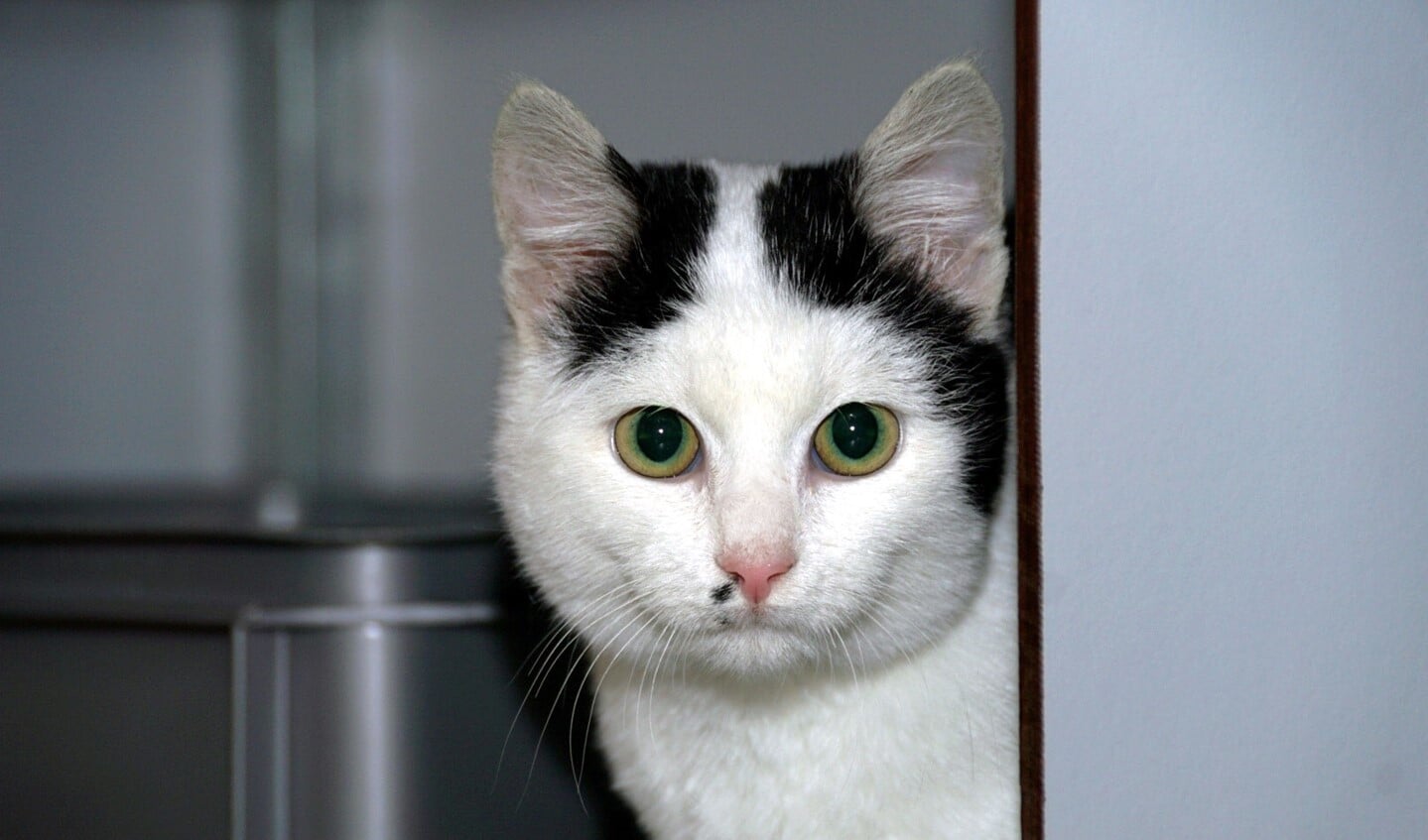 Foto: Stichting Zwerfkatten Rijnmond