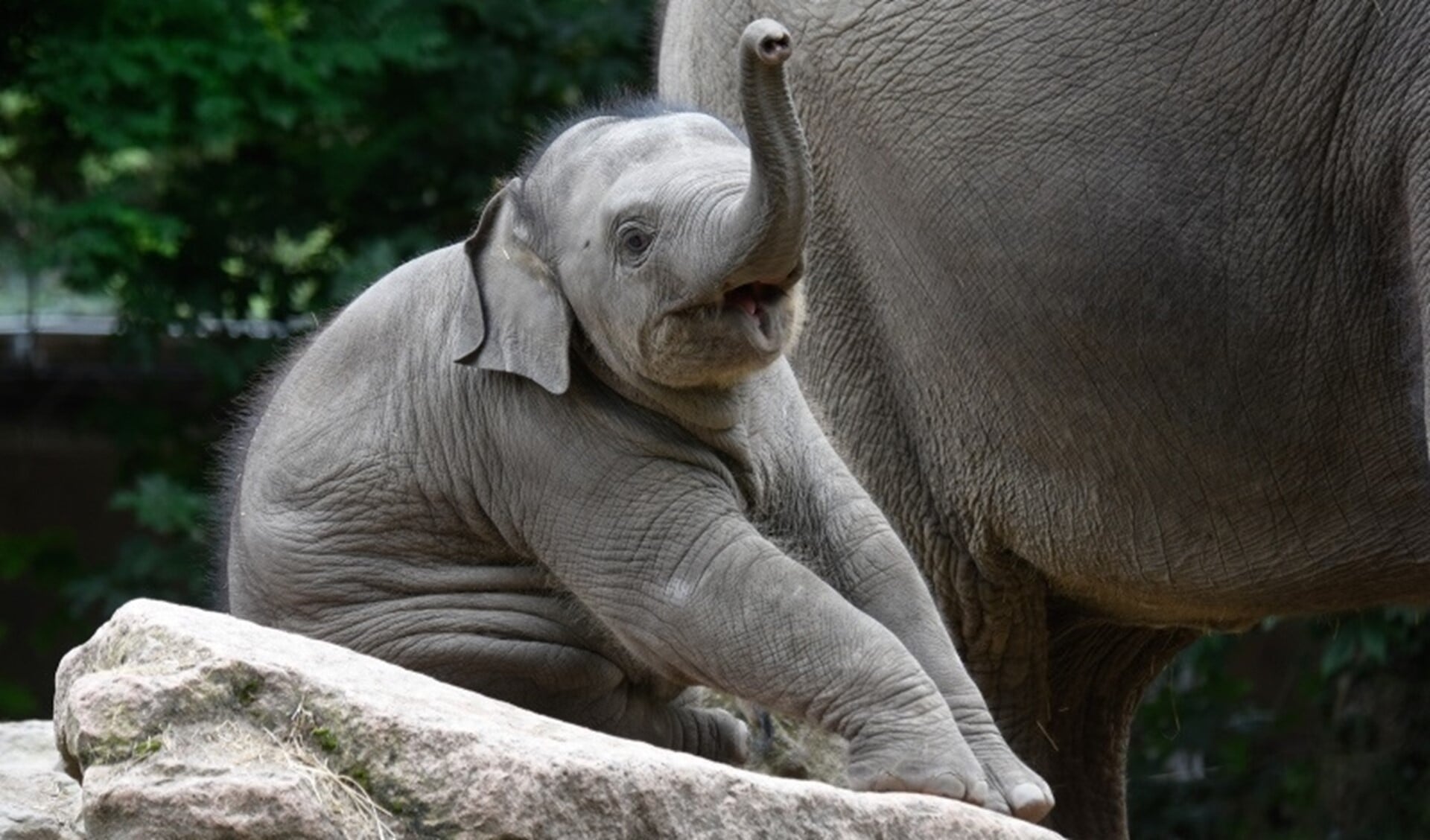 Aziatische olifant Radijk geboren op 5 mei 2021 in het buitenverblijf. Foto: Diergaarde Blijdorp
