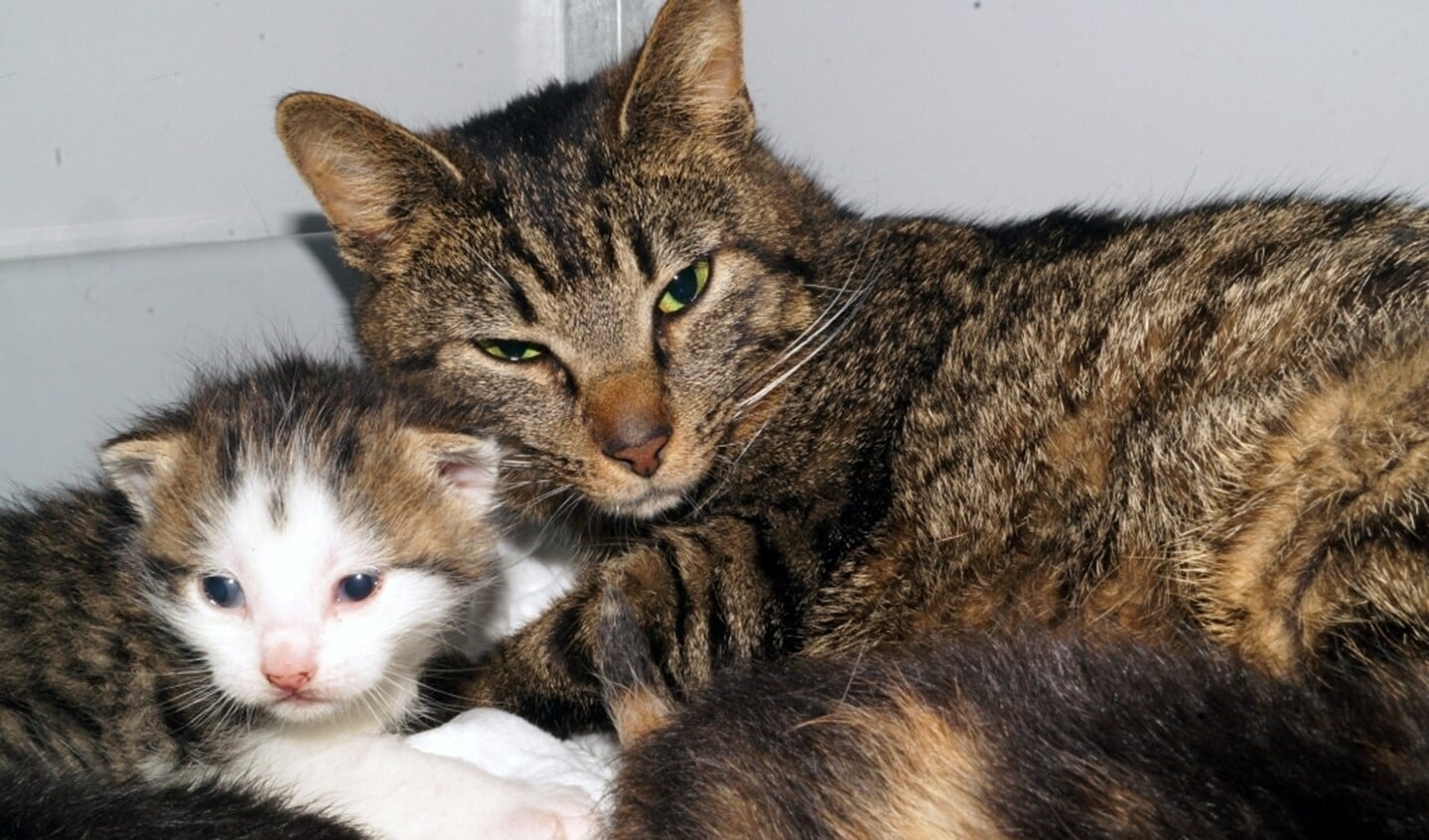 In de opvang kan de moederpoes veilig haar kittens grootbrengen