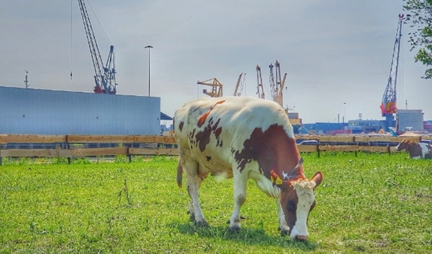 Grazende koe in de wei van Floating Farm 