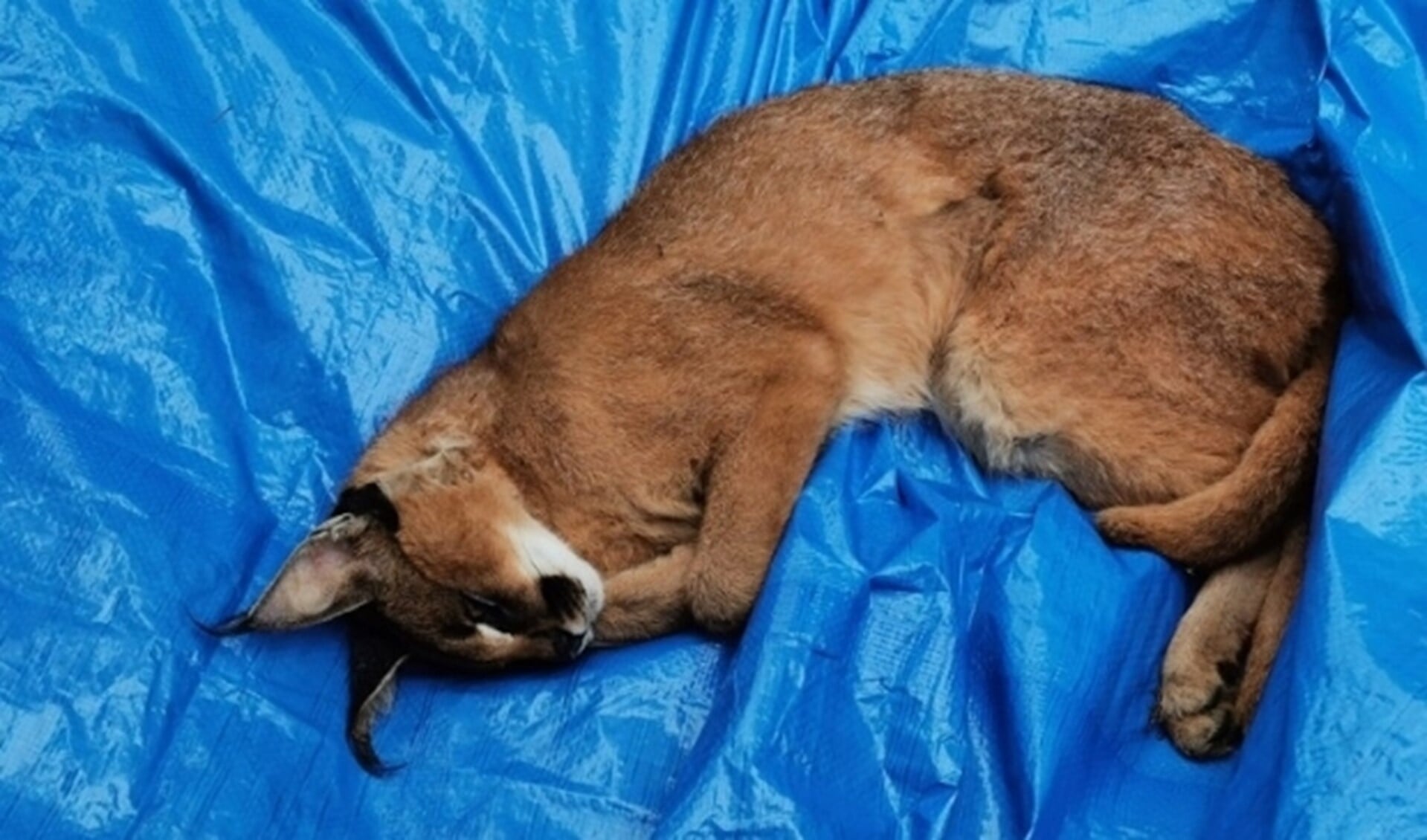 Op de foto is de lynx verdoofd.
