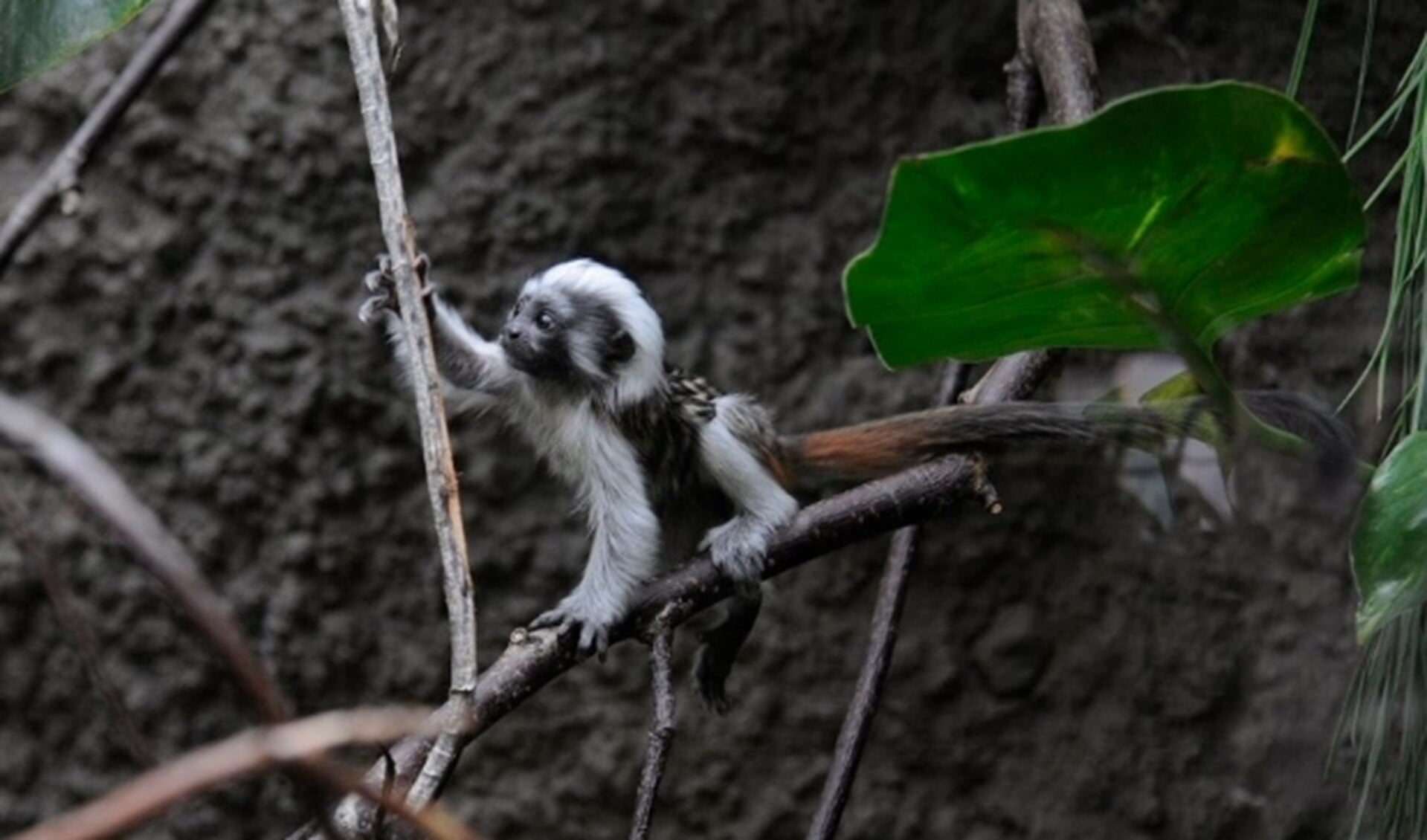  De volwassen pinché-apen hebben een opvallende witte haardos. Bij de kleintjes moet dit nog aangroeien. 