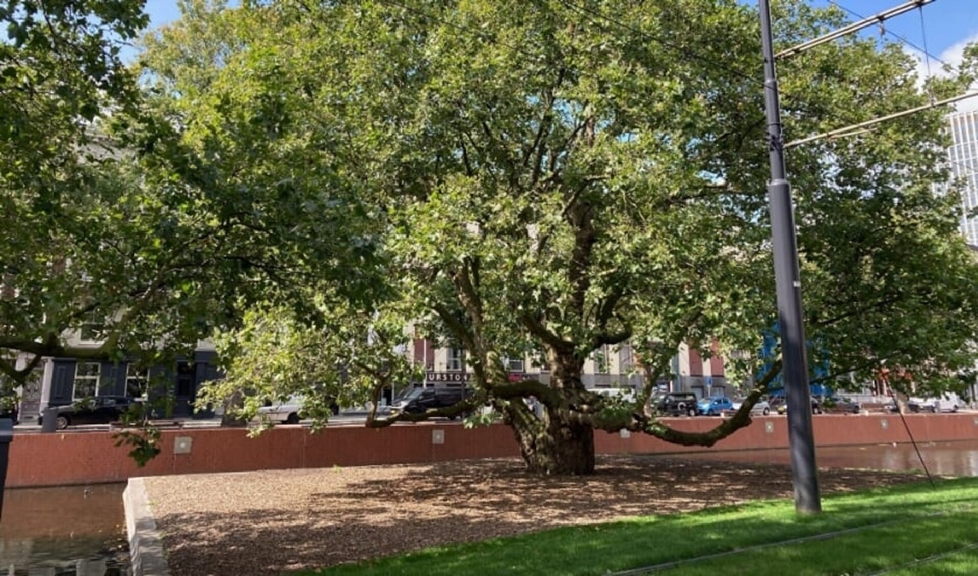 De Breytenbachboom aan de Westersingel is een van de twaalf genomineerde bomen in de Boom van het Jaar 2021 verkiezing. Foto: Fred Marree