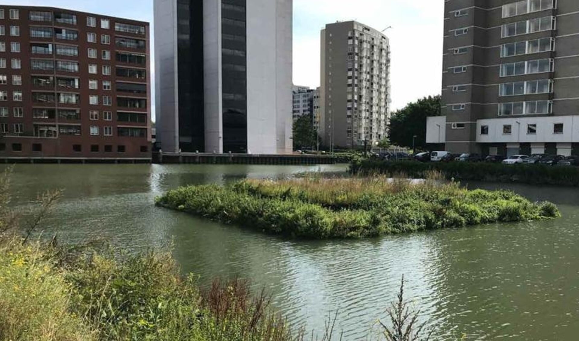 Na een drijvend groen eiland nu nog meer drijvend groen in het Buizengat. Foto: rotterdam.nl