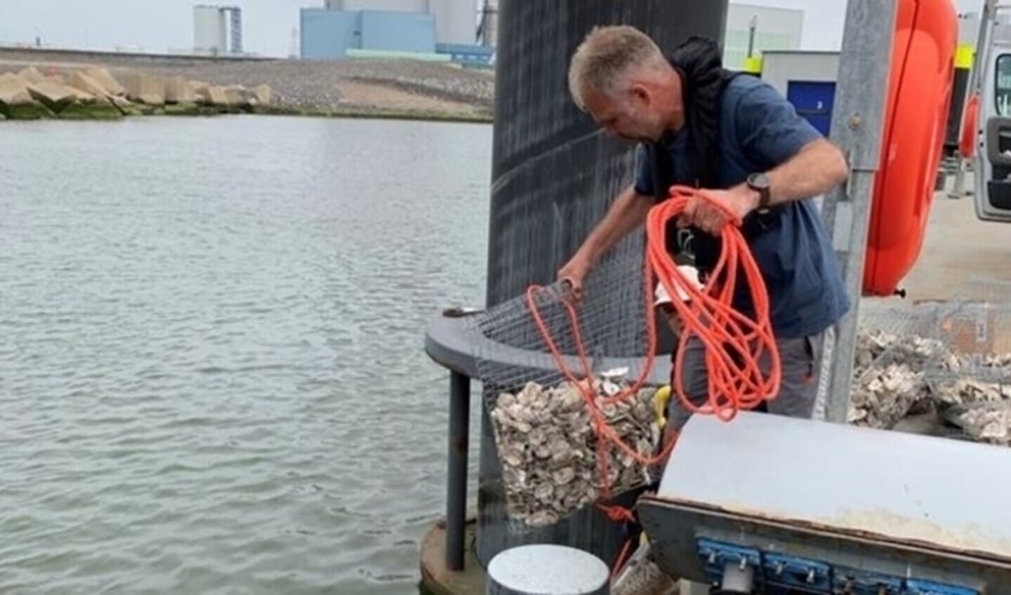Archiefbeeld: ARK'er Gijs van Zonneveld laat een 'tas' met lege oesterschelpen te water. Foto: Port of Rotterdam