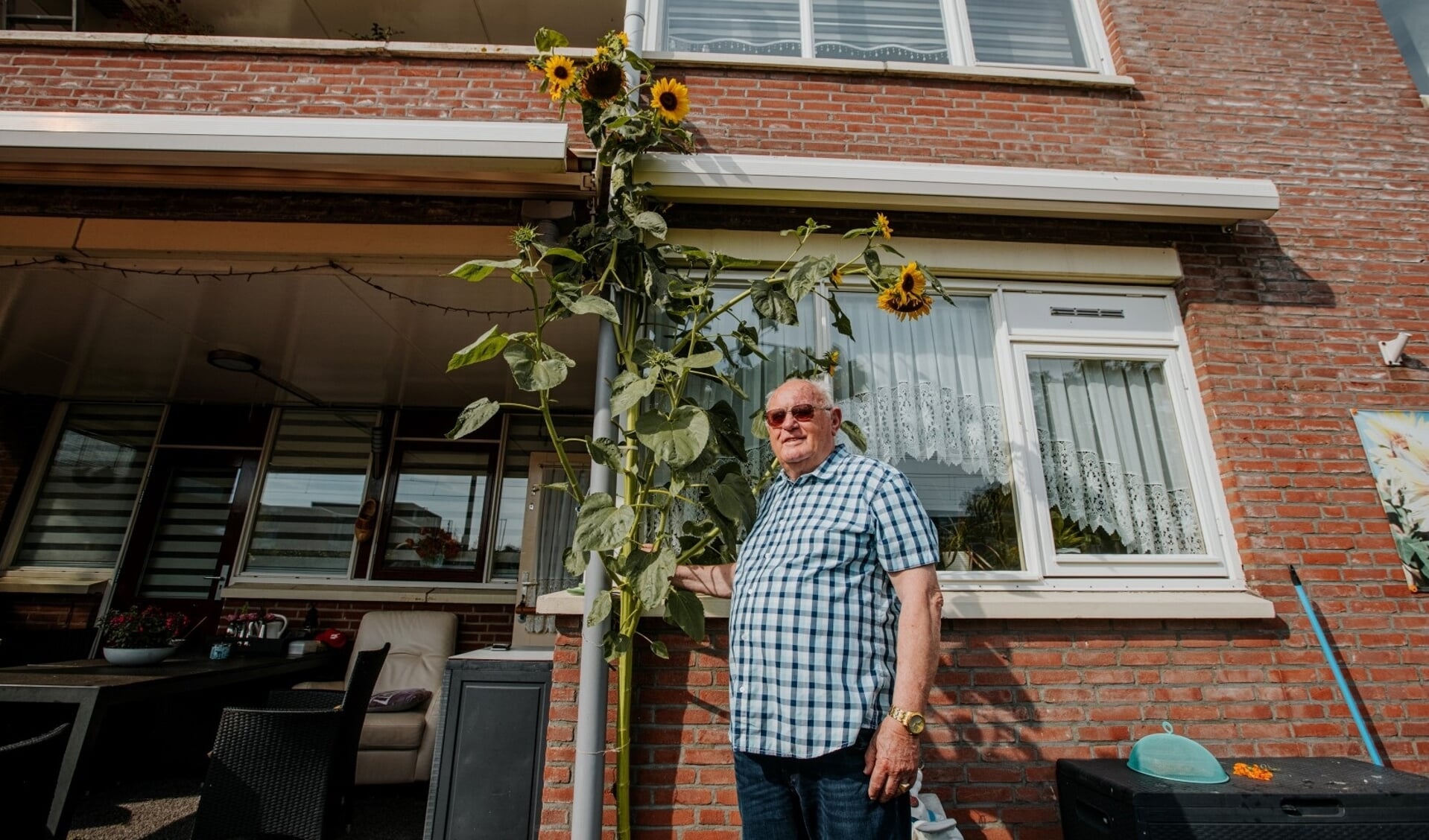 Cor Gloudie won vorig jaar met een zonnebloem van 3 meter 86. Foto: Rosa Quist