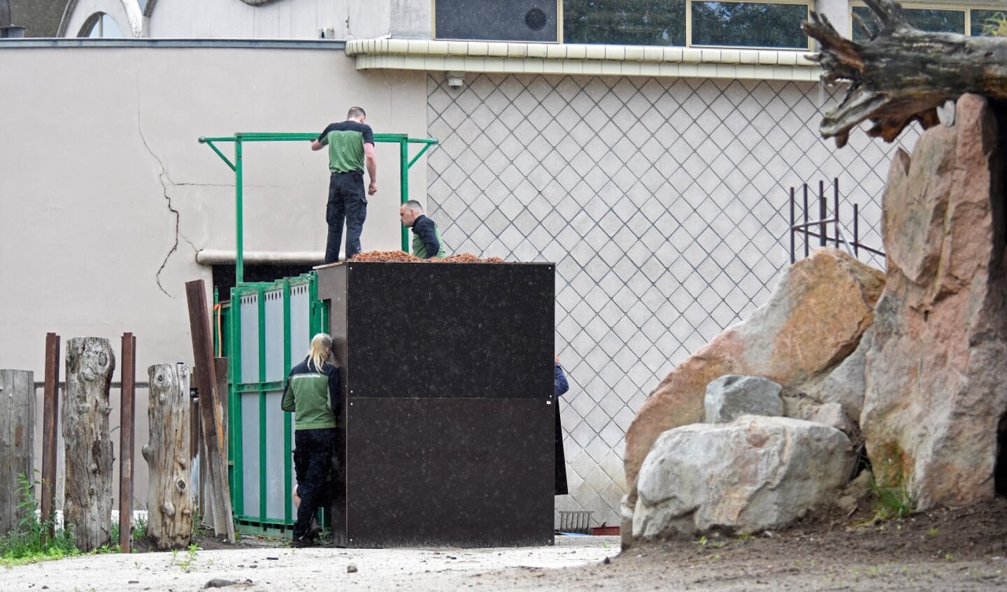 Het vertrek van Vungu vond plaats in alle rust, want zwarte neushoorns zijn erg schrikachtig. Foto: Diergaarde Blijdorp.