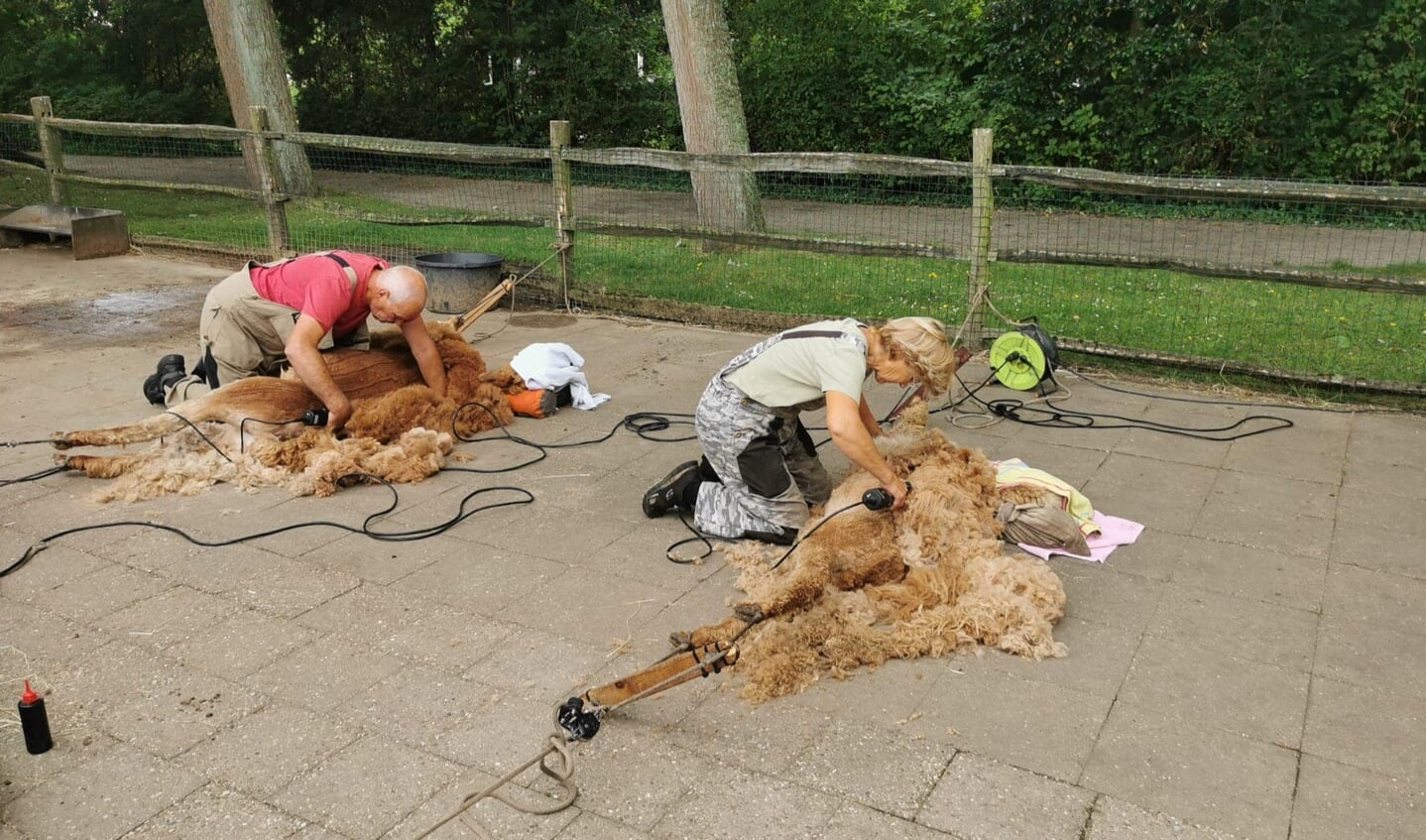 Foto's Plaswijckpark