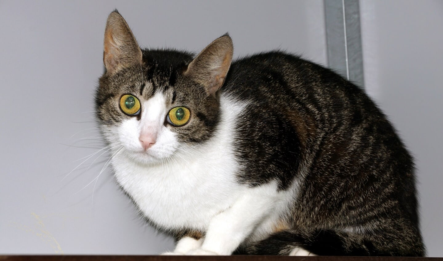 Foto: Stichting Zwerfkatten Rijnmond