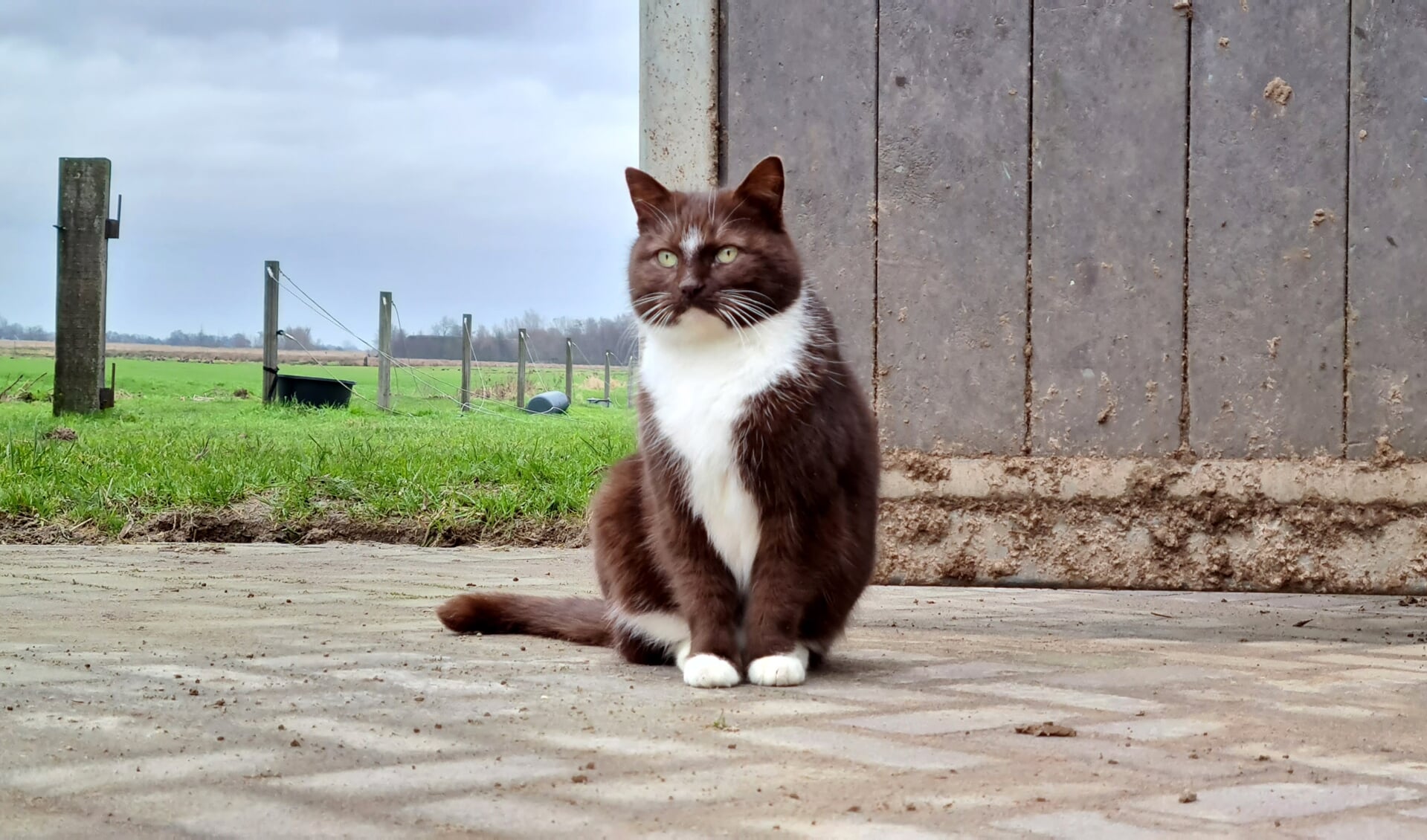 SZR Adoptiekat maar net even anders... Een schuwe kat op een buitenplek bij een manege. Foto: pr