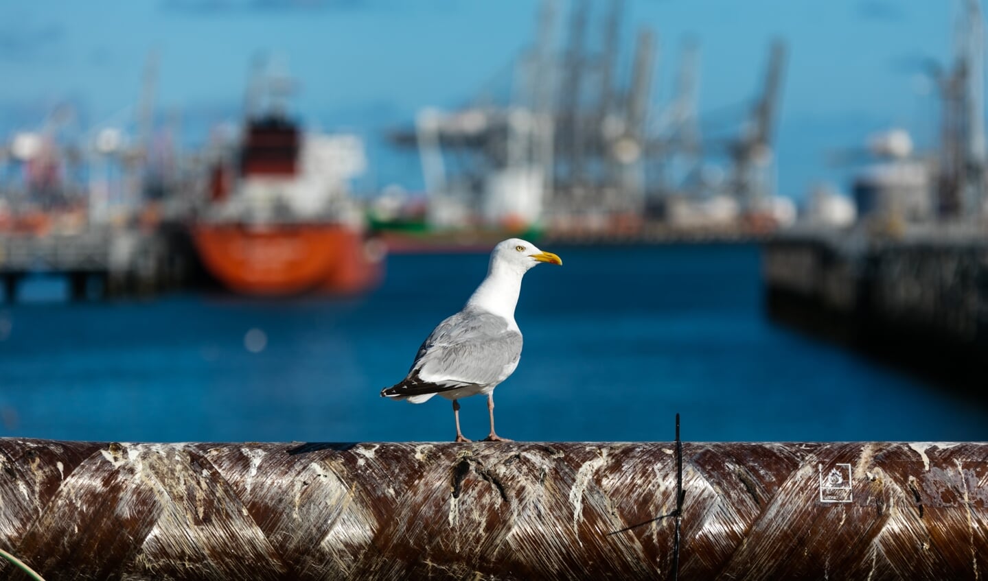 Kijk voor het programma en voor kaartverkoop van het Wildlife Film Festival Rotterdam op wffr.nl.