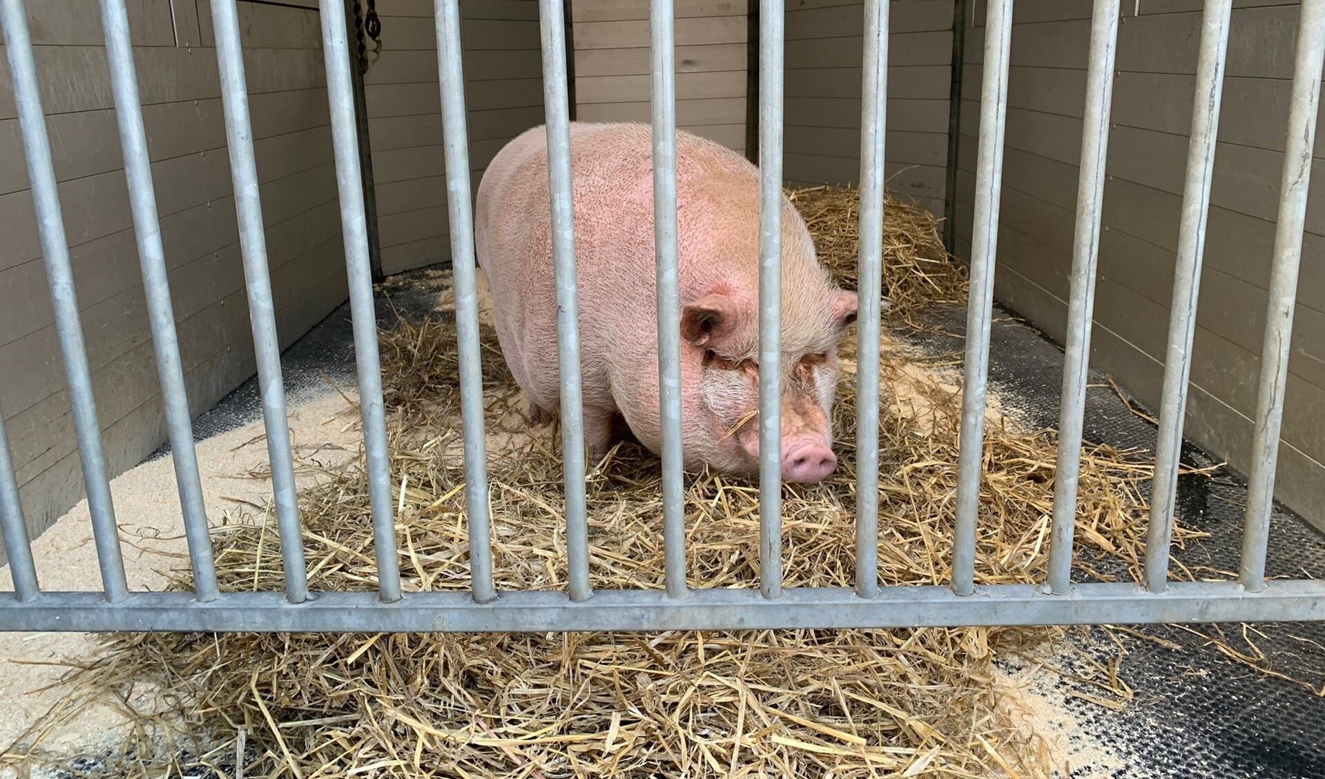 Het varken is in een trailer naar een opvanglocatie gebracht. Foto: LID