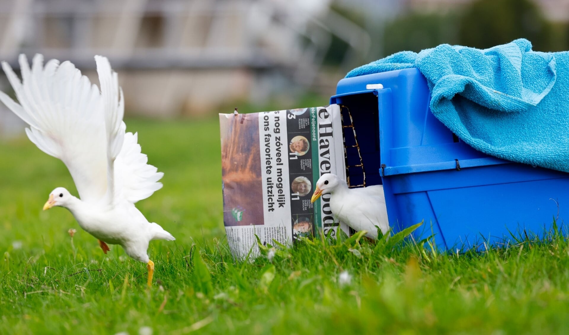 Piepkleine Sneeuwvlokjes Groeien Uit Tot Engelachtige Witte Waterhoentjes En Ze Houden Nog Van