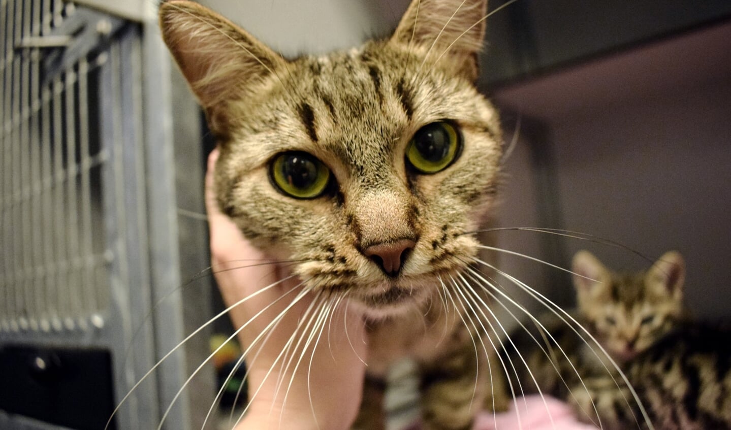 Foto: Stichting Zwerfkatten Rijnmond