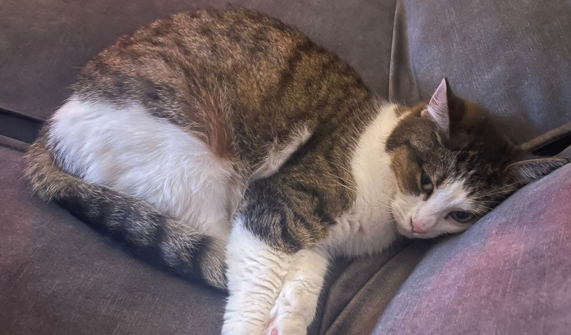 Oude foto van Missi, het beestje is dagenlang zoek geweest.