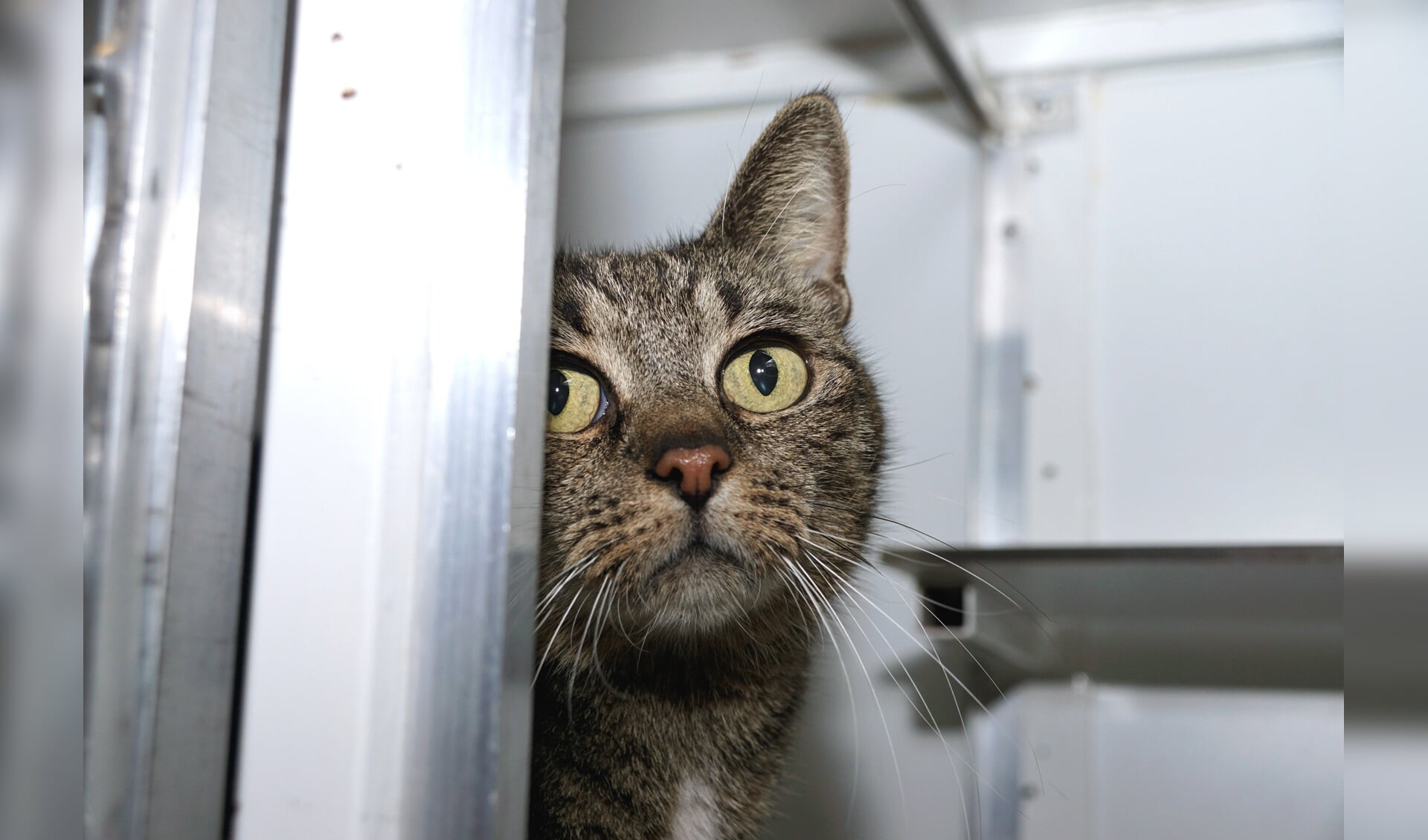 Poesje Van Anderhalf Met Kittens Op Zolder Gevonden - Adverteren ...