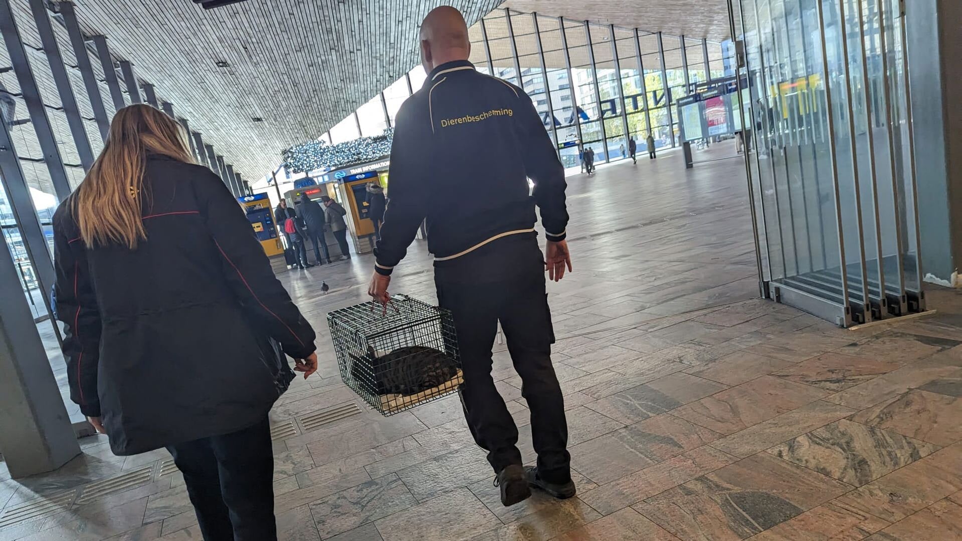 De dierenambulance heeft zich gisteravond op Rotterdam Centraal ontfermd over een kat die was achtergelaten in een reistas. Foto: Dierenambulance Zuid-Holland Zuid
