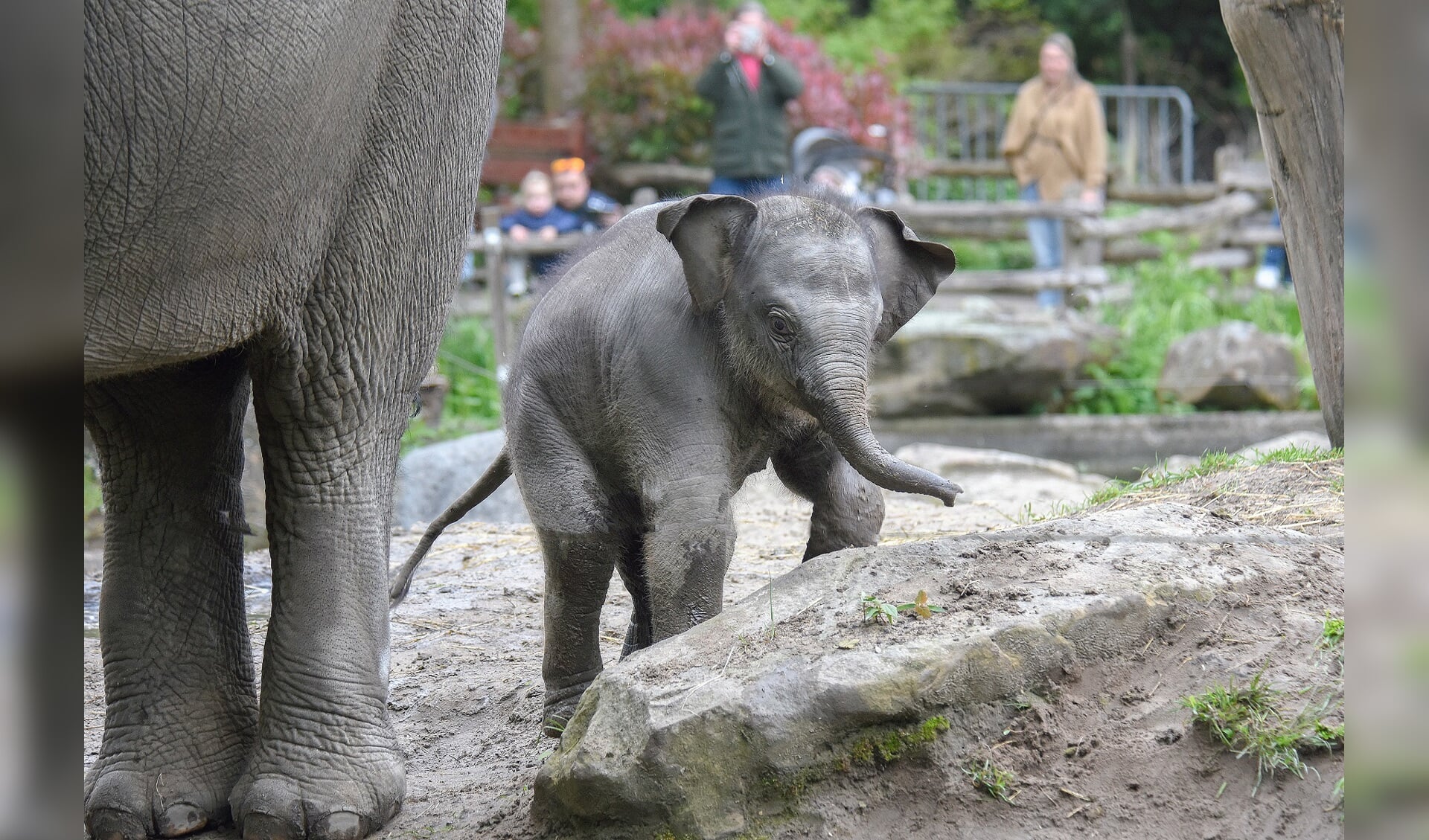 De olifanten krijgen een heus 'oliduct', waardoor je ze op meerdere plekken in het park tegen zult komen. Foto: Diergaarde Blijdorp