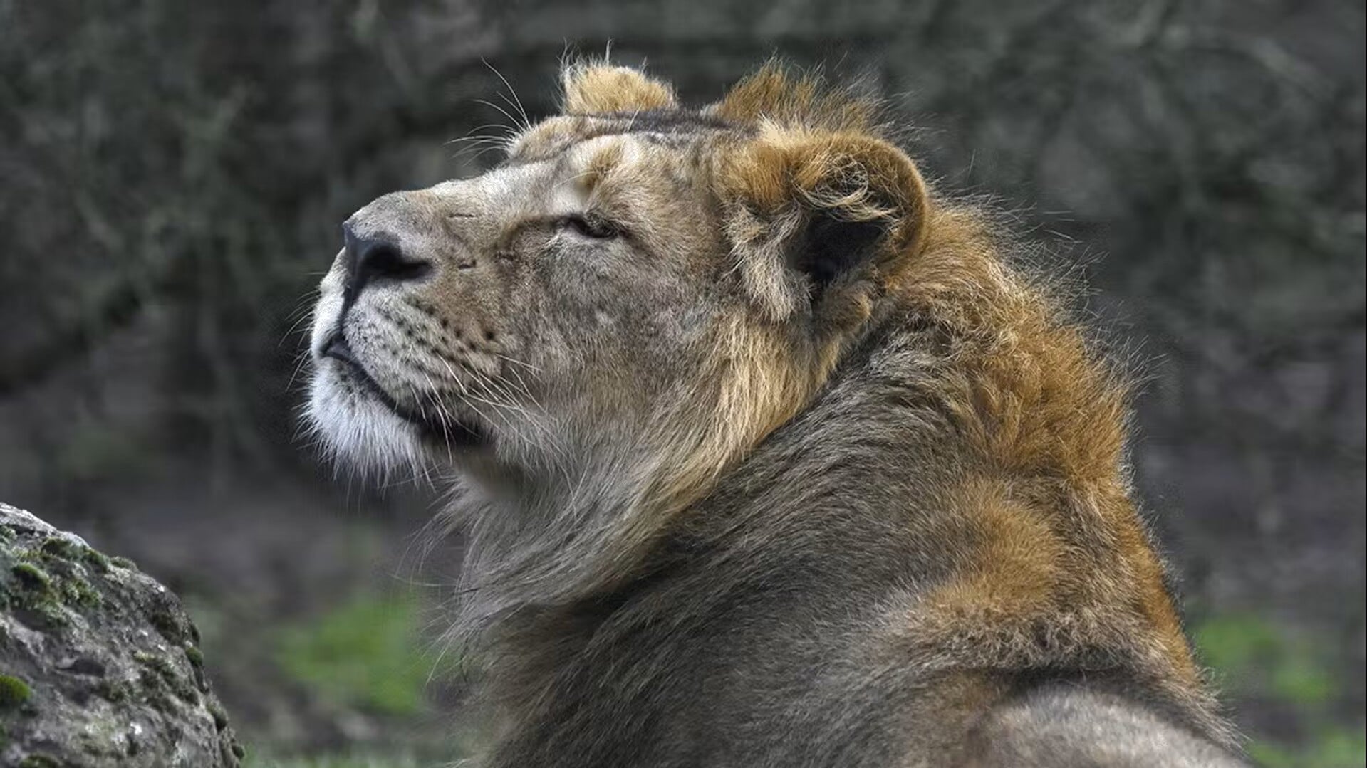 Diergaarde Blijdorp gaat voorop in de strijd om de zeer zeldzame Aziatisch leeuw voor uitsterven te behoeden. Foto: diergaardeblijdorp.nl  