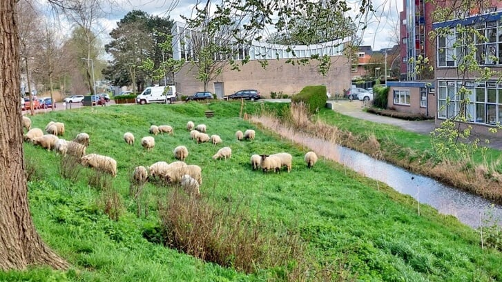 Hoi schaapjes! Foto: Ruud Spruit