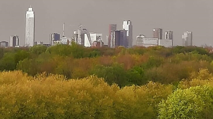 Het Kralingse Bos geniet van de regen. Foto: Wilma Broere