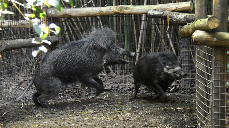 Af en toe een schijnaanvalletje... Foto: Diergaarde Blijdorp