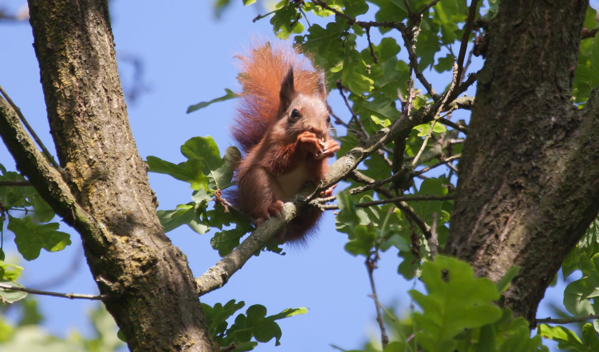 Ook de eekhoorn kan men in het boomrijke, groene Laarbeek, dichtbij huis aantreffen