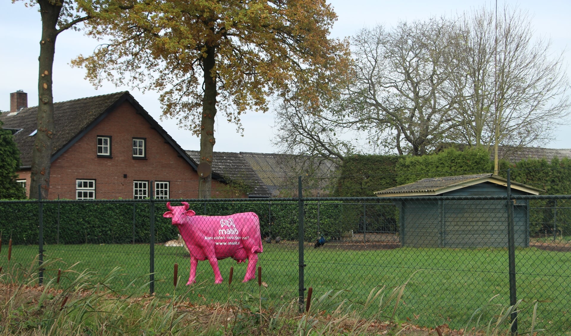 De campagne van Mabib is herkenbaar aan enkele roze koeien in het buitengebied van Laarbeek