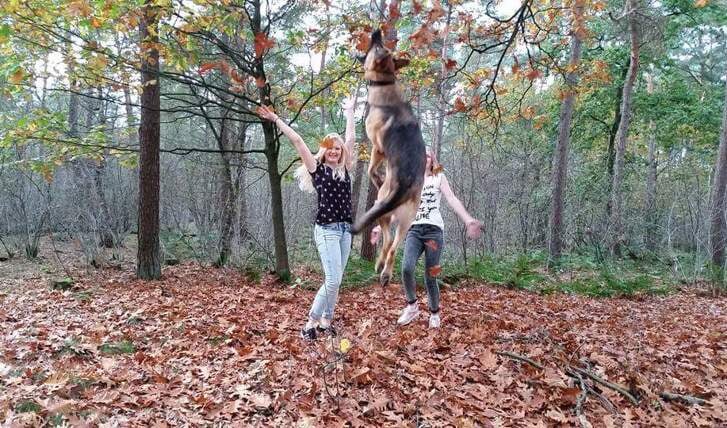 Onze geweldige hond ‘Jack’, springend tussen de bladeren in het bos!  Ingezonden door: Esmey v.d. Ven