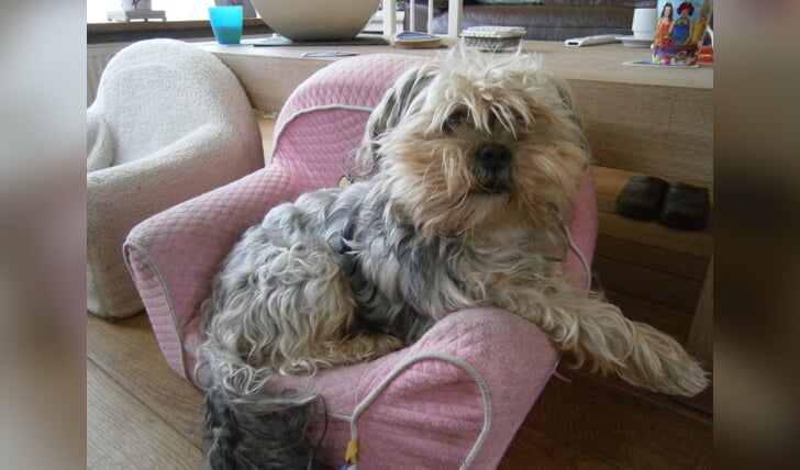 Ons huisdier ‘Tinus’ in zijn Woezel en Pip stoeltje.  Ingezonden door: Fam. van Rixtel