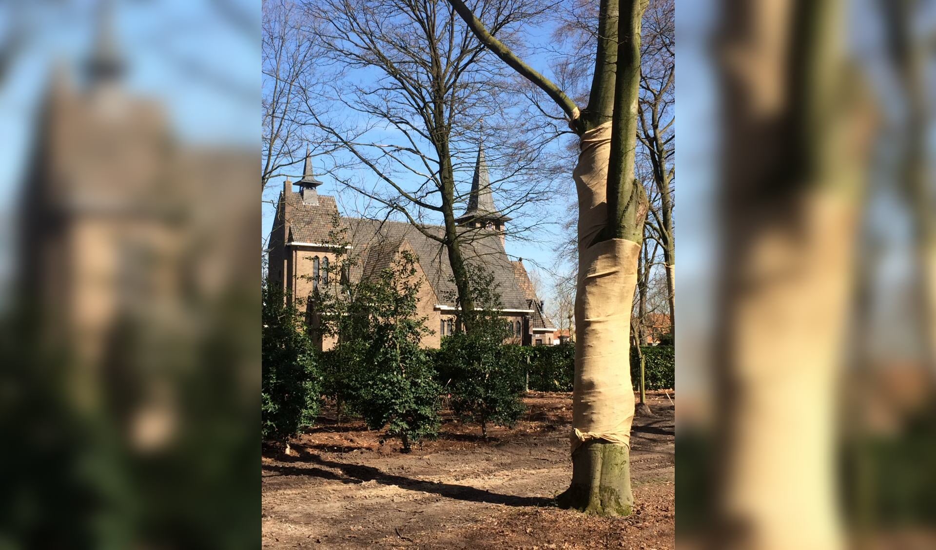 Ter bescherming tegen de zon zijn bomen in het Processiepark ingepakt met jute zakken