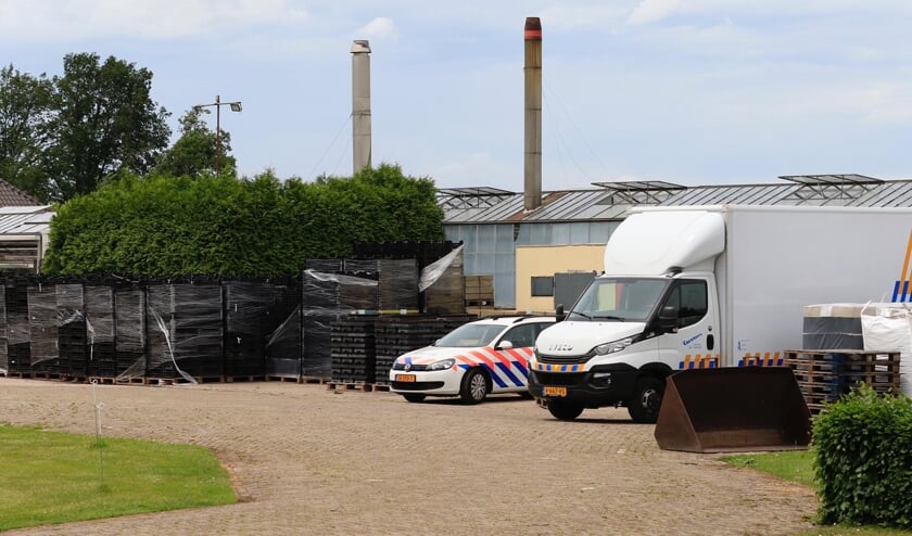 De vondst van de hennepplanten werd medio juni 2019 gedaan | Fotonummer: 164d52