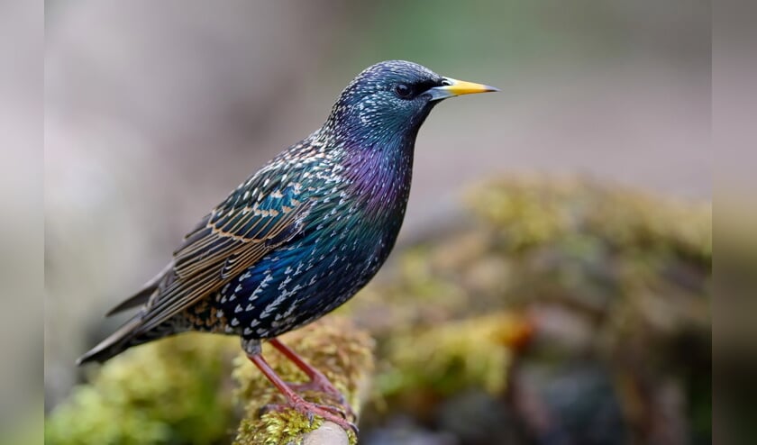De spreeuw, een van de vogels die ongetwijfeld geteld zal worden in Laarbeek | Fotonummer: 2d11a6