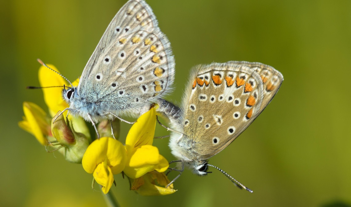 Icarusblauwtje (links het mannetje, rechts het vrouwtje)