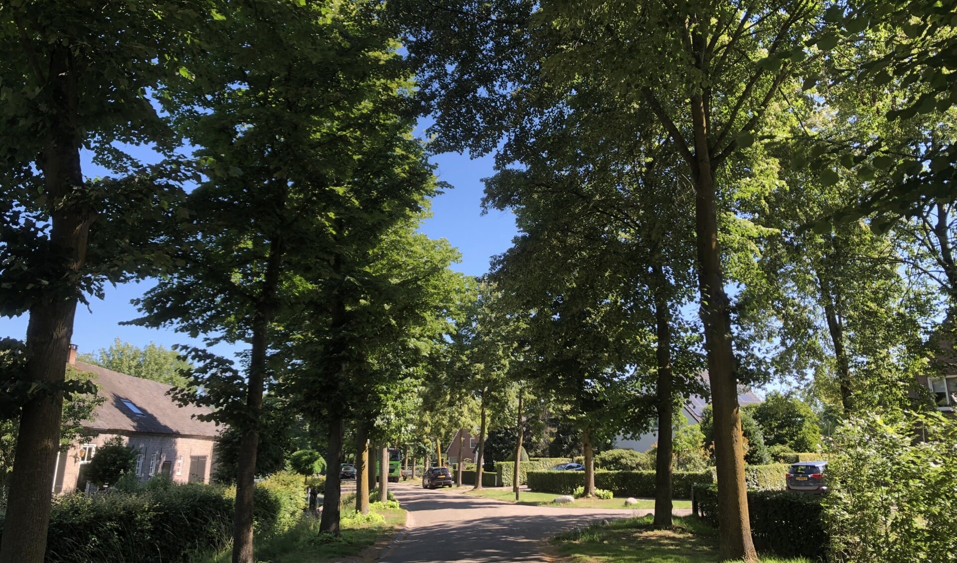 Ook de bomen langs de Vogelenzang in Lieshout komen in het bomenvervangingsplan voor