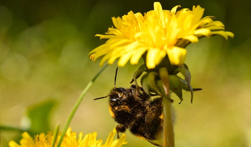 Dieren 1