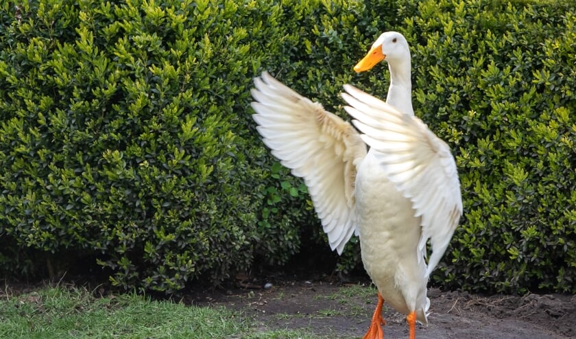 Dieren 15