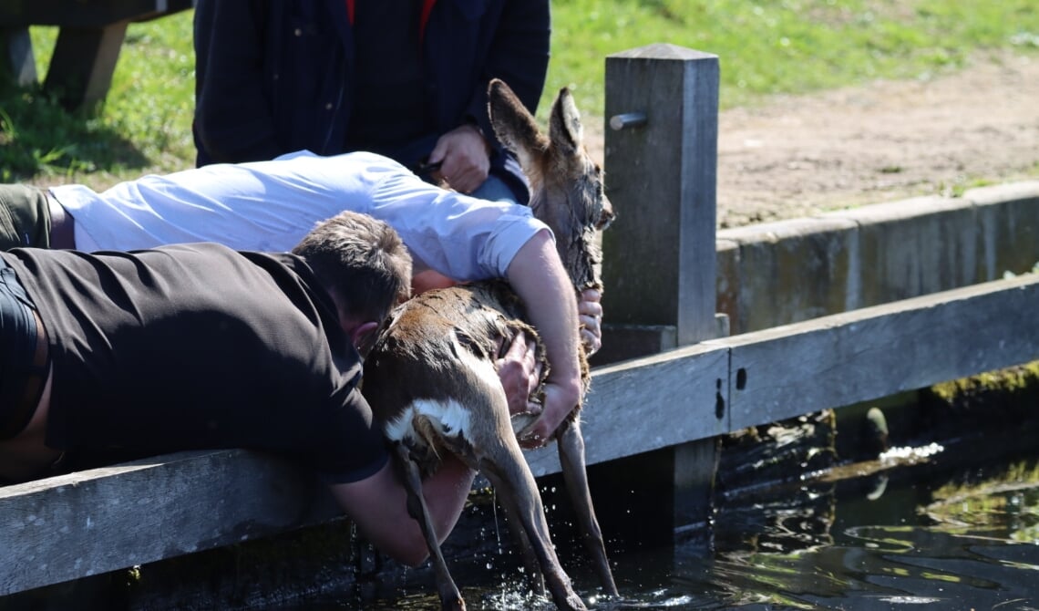 <p>De ree wordt uit het water gered</p>