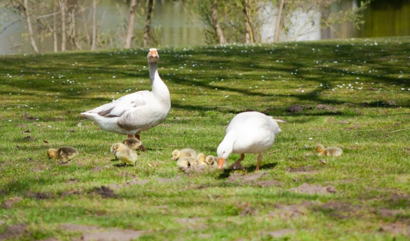 Dieren 10