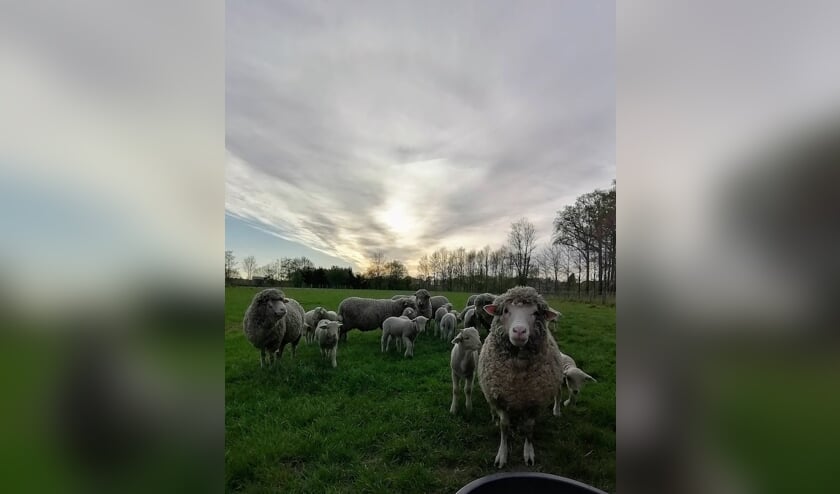 Dieren 19