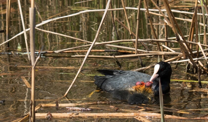 Dieren 5