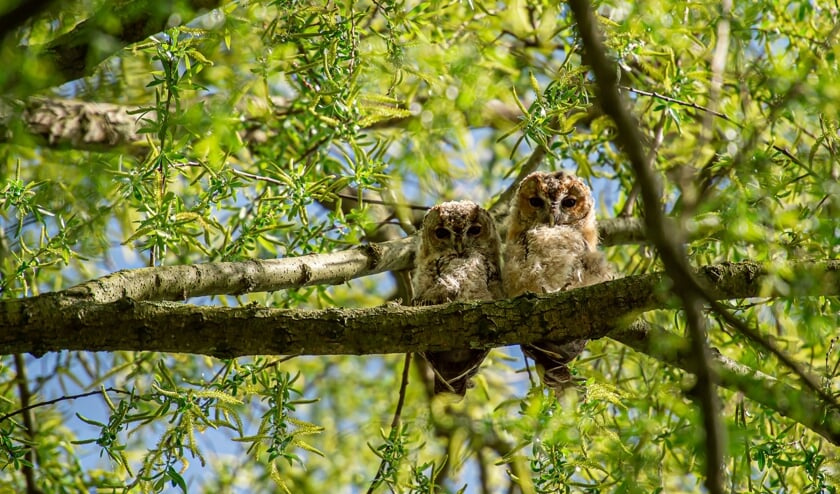 Dieren 9