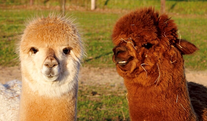Dieren 4